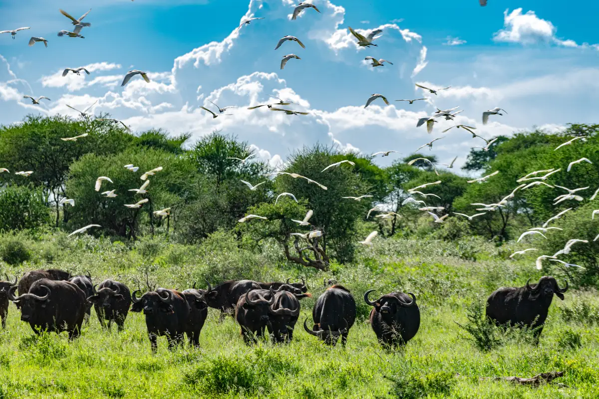 Arusha National Park Day Trip